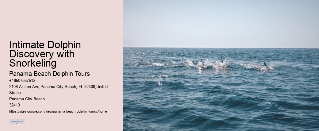 What Should You Not Do While Swimming With Dolphins