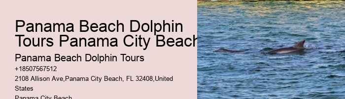 Dolphin Sightseeing Cruises in PCB