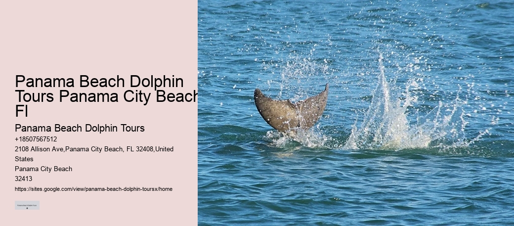 Split Educational Dolphin And Snorkeling Cruises