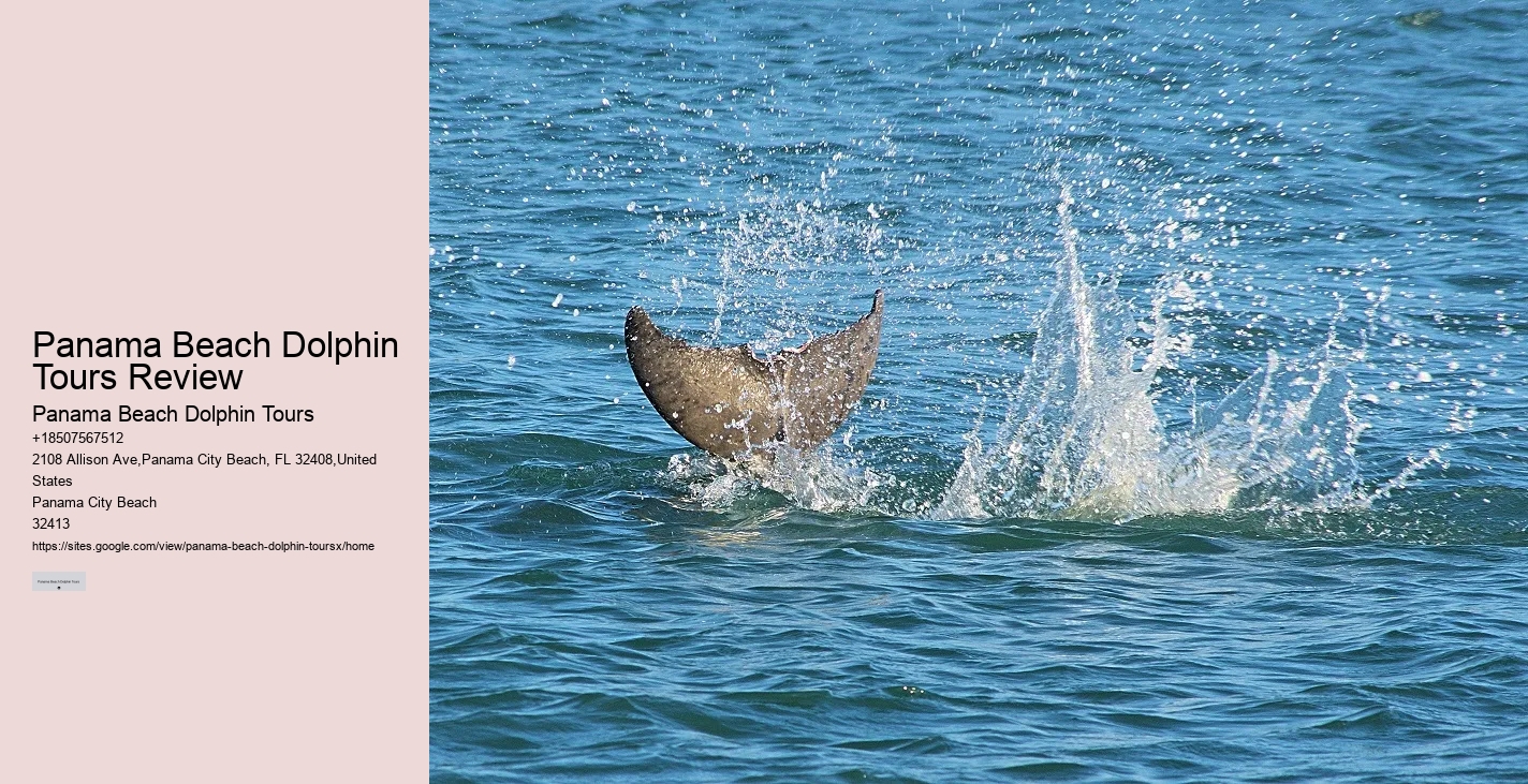 Deluxe Dolphin Encounter with Snorkeling