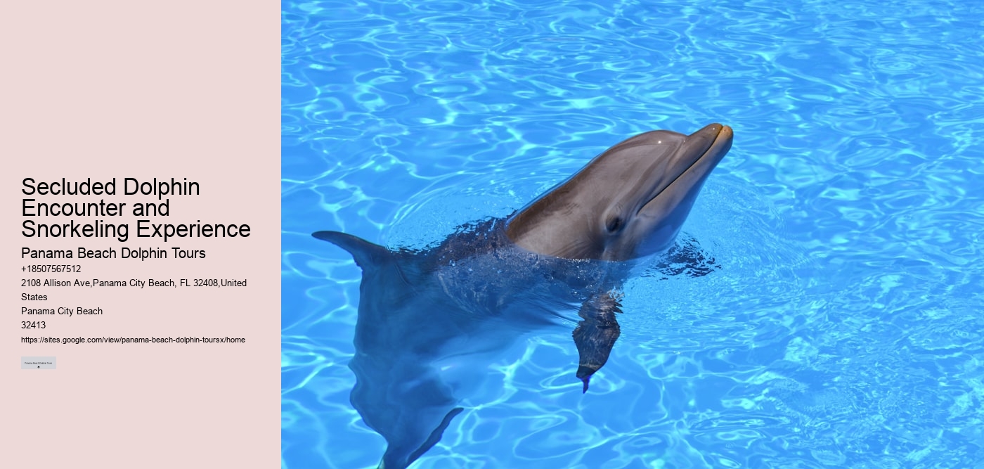 Secluded Dolphin Encounter and Snorkeling Experience