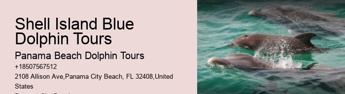 Redcliffe Dolphin Tours