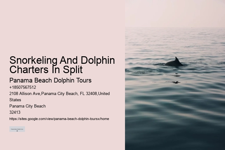 Why You Should Not Swim With Dolphins