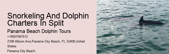 Can You Still Swim With Dolphins In Florida