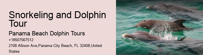 PCB Dolphin Spotting Tours