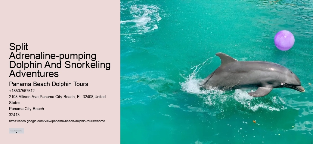 Split Adrenaline-pumping Dolphin And Snorkeling Adventures
