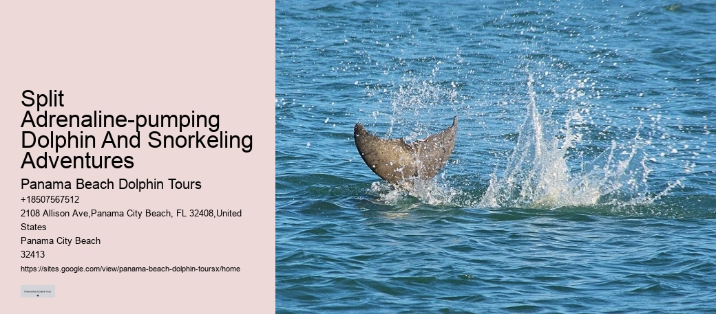 Split Luxury Snorkeling And Dolphin Charters