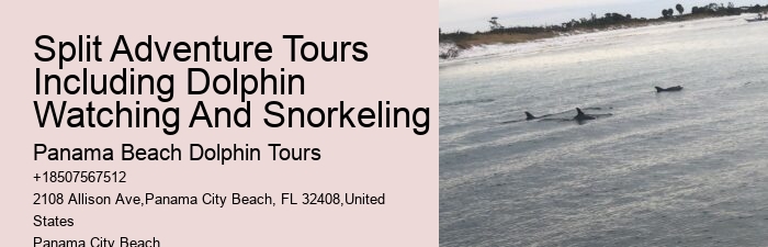 Dolphin And Snorkeling Tours