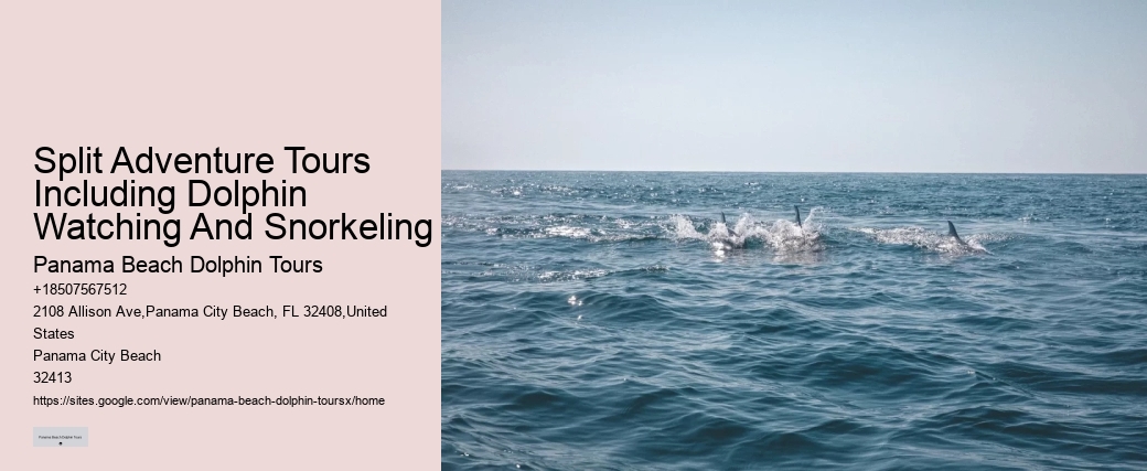 Split Adventure Tours Including Dolphin Watching And Snorkeling