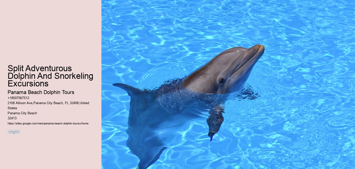 Split Adventurous Dolphin And Snorkeling Excursions