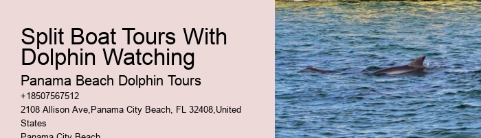 Top 6 Dolphin & Snorkeling Tours In Panama City Beach