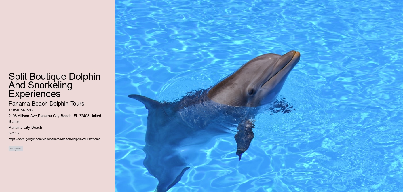 Split Boutique Dolphin And Snorkeling Experiences