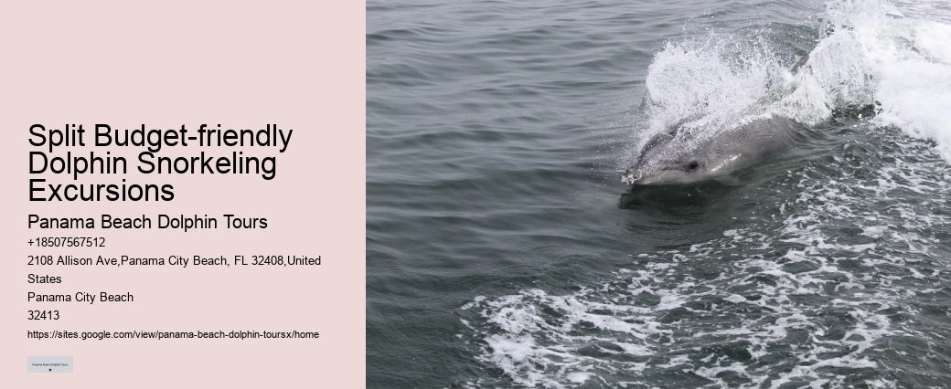 Split Small-group Dolphin And Snorkel Excursions