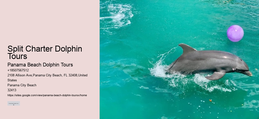 Split Charter Dolphin Tours