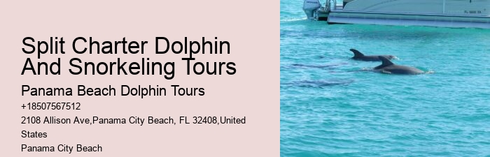 Luxury Dolphin Watching and Snorkeling Tours