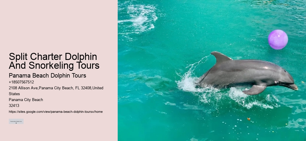 Personal Dolphin Encounter and Snorkeling Adventures