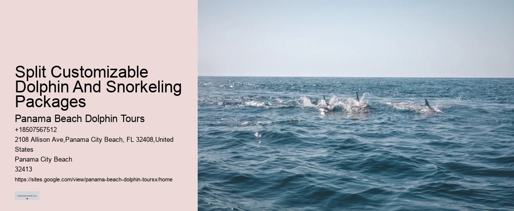 How Do You Attract Dolphins