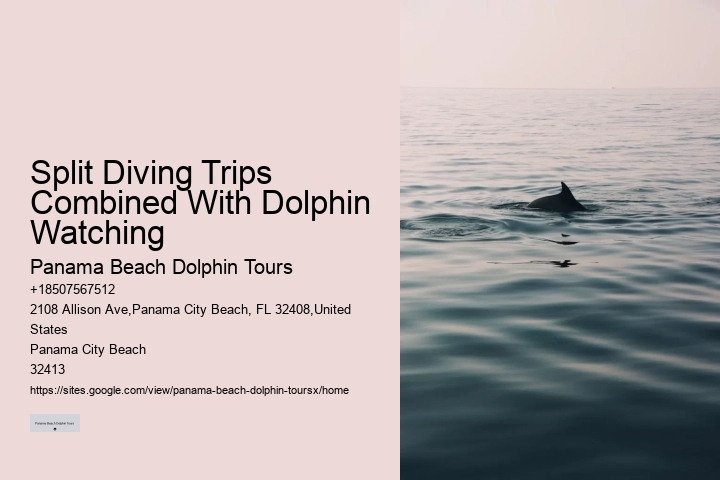Elite Dolphin Expedition and Snorkeling Tours