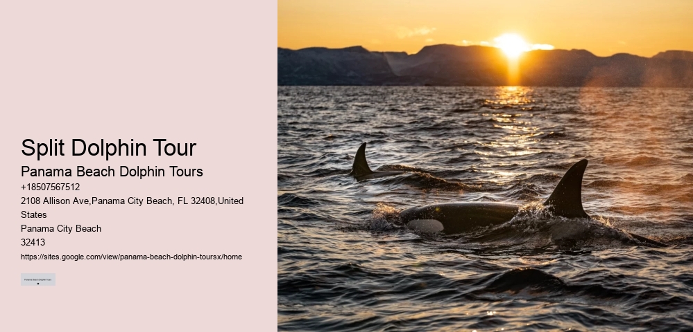 Intimate Dolphin Discovery with Snorkeling