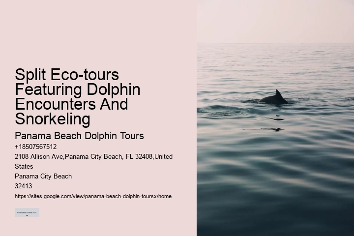 2 Hours Private Dolphin And Snorkeling Tours Florida