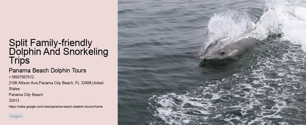 How close do the dolphin boats get to the dolphins in Panama City Beach