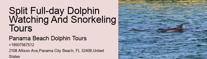 Snorkeling With Dolphins Near Me