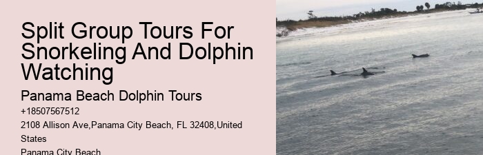 Are there any special events or themed tours for dolphin watching
