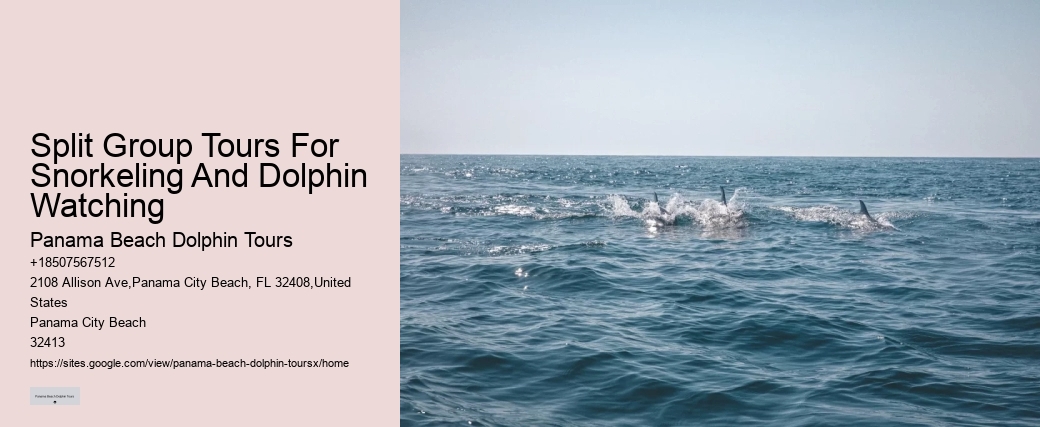 Dolphin Tours Panama City Beach Fl