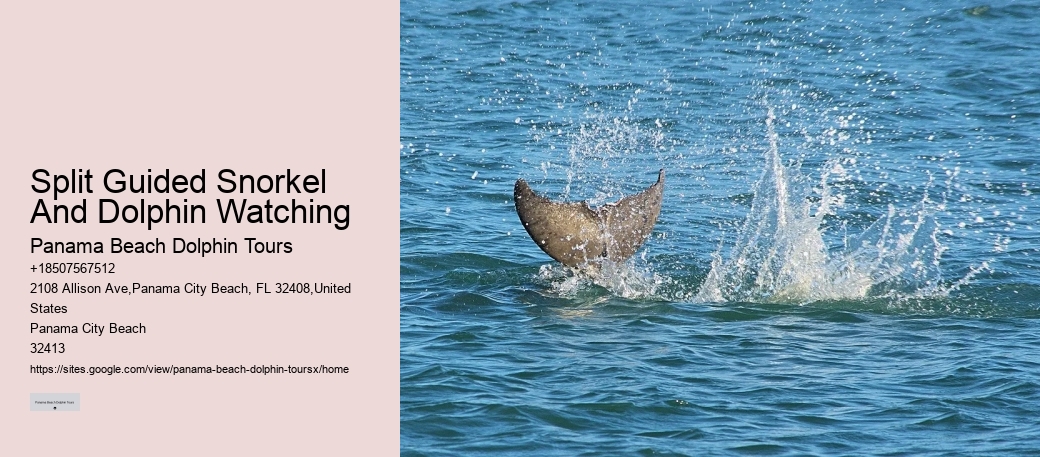 Top Panama City Beach Dolphin Watching