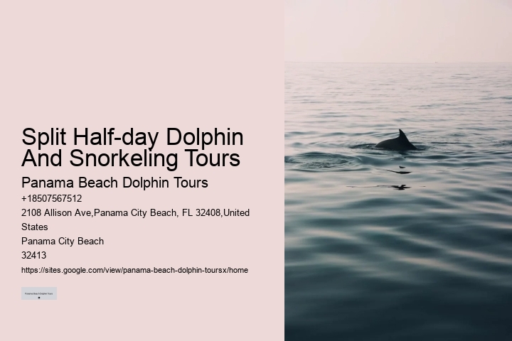 Split Boutique Dolphin And Snorkeling Experiences