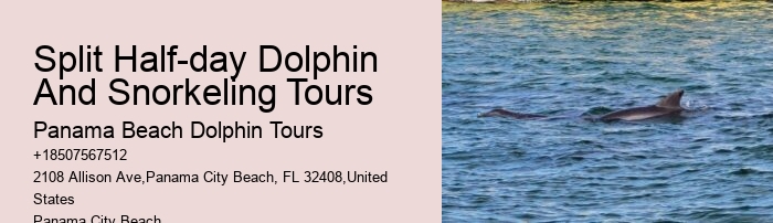 Dolphin Tours Near Me Panama City Beach