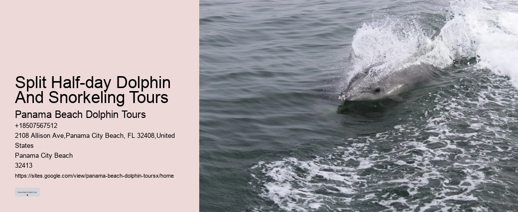 Dolphin Watching Split