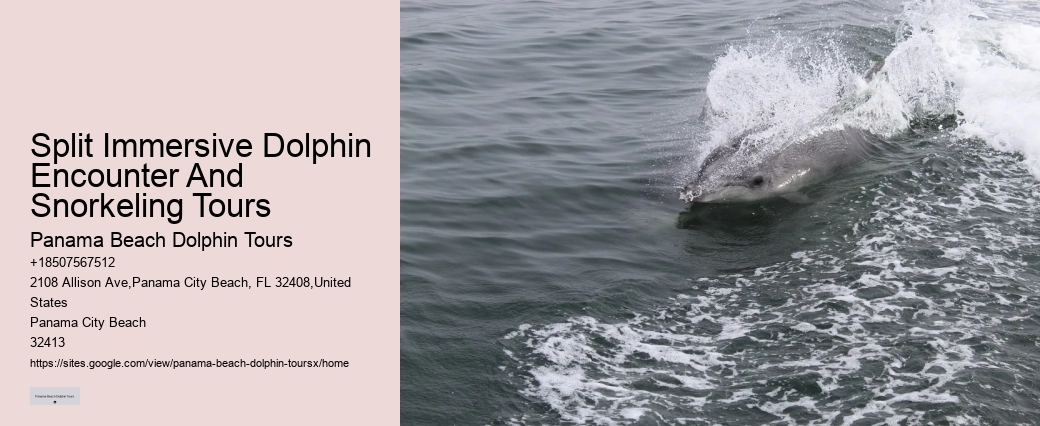 Dolphin Tours & Snorkeling Tours