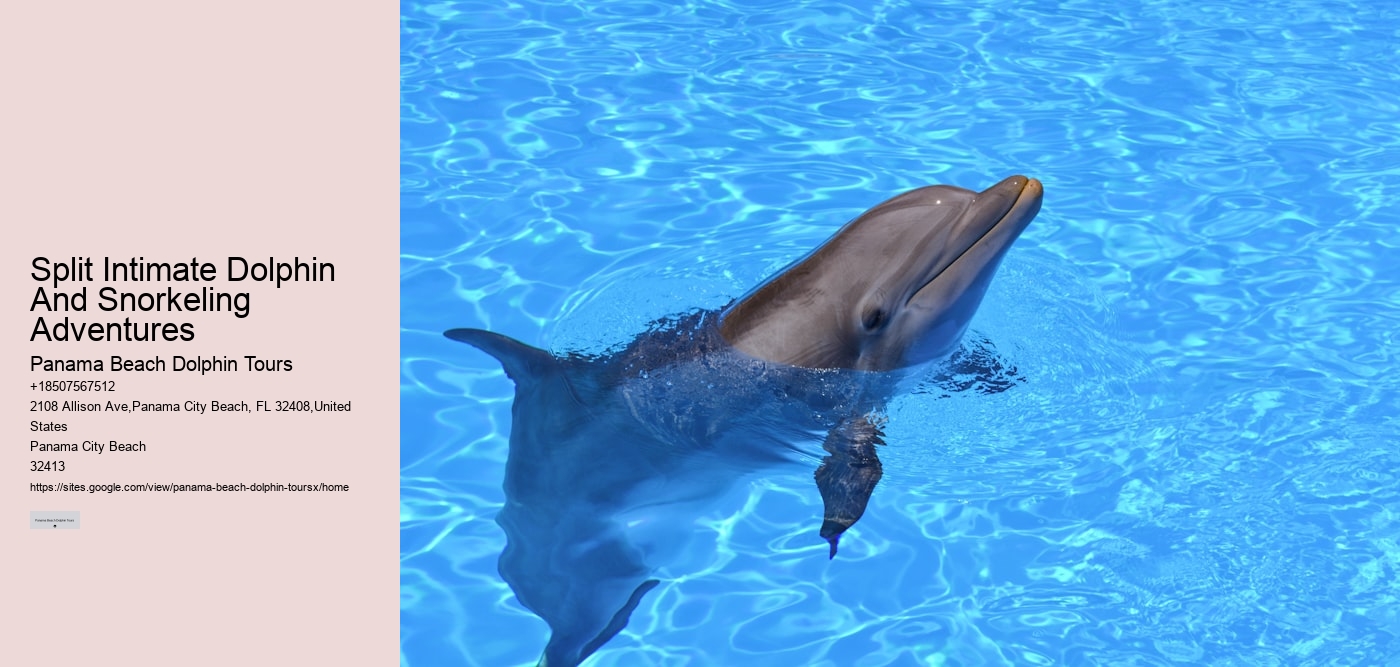 Split Intimate Dolphin And Snorkeling Adventures