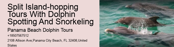 How To Interact With Wild Dolphins