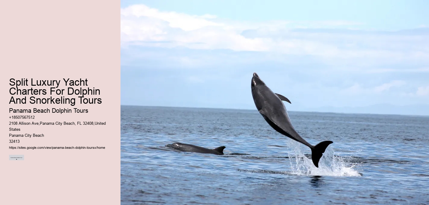 Top 5 Places To Swim With Dolphins