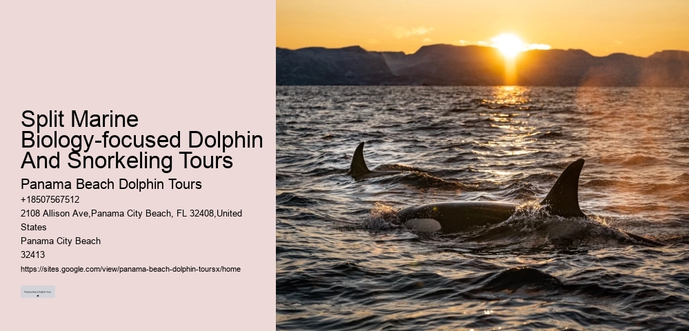 Luxury Dolphin Encounter and Snorkeling