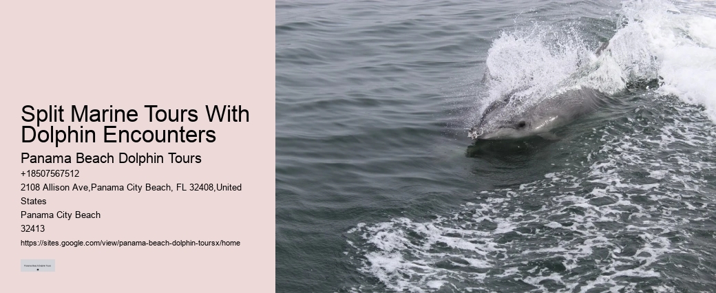 What Time Of Year Are Dolphins Most Active In Florida