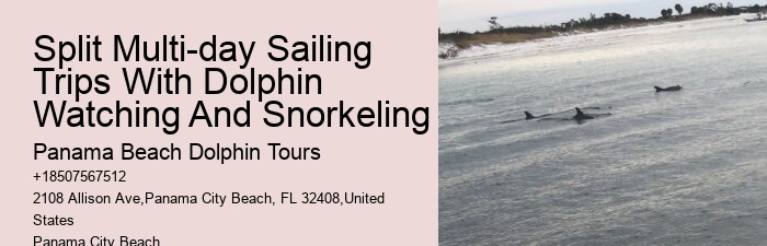 What Are Dolphins Worst Enemies