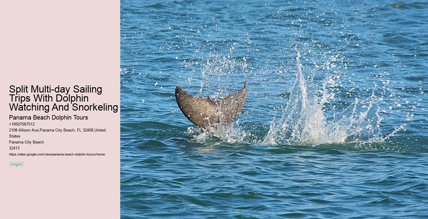 Deluxe Dolphin Swim and Snorkeling Trips