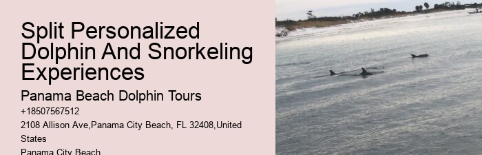 Dolphin Tours Tybee Island