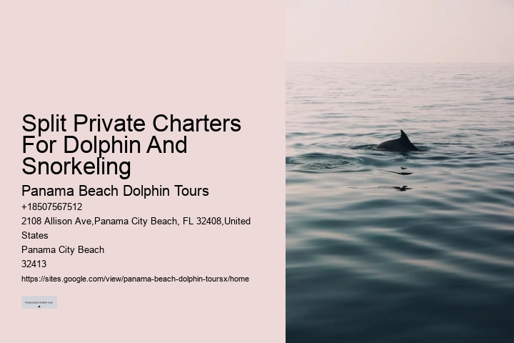 Individual Dolphin Expedition with Snorkeling