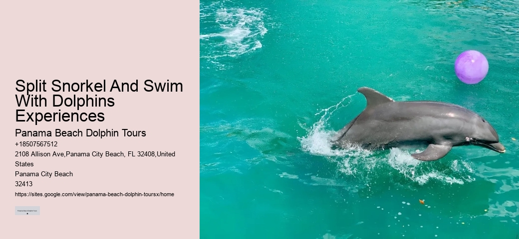 Split Snorkel And Swim With Dolphins Experiences