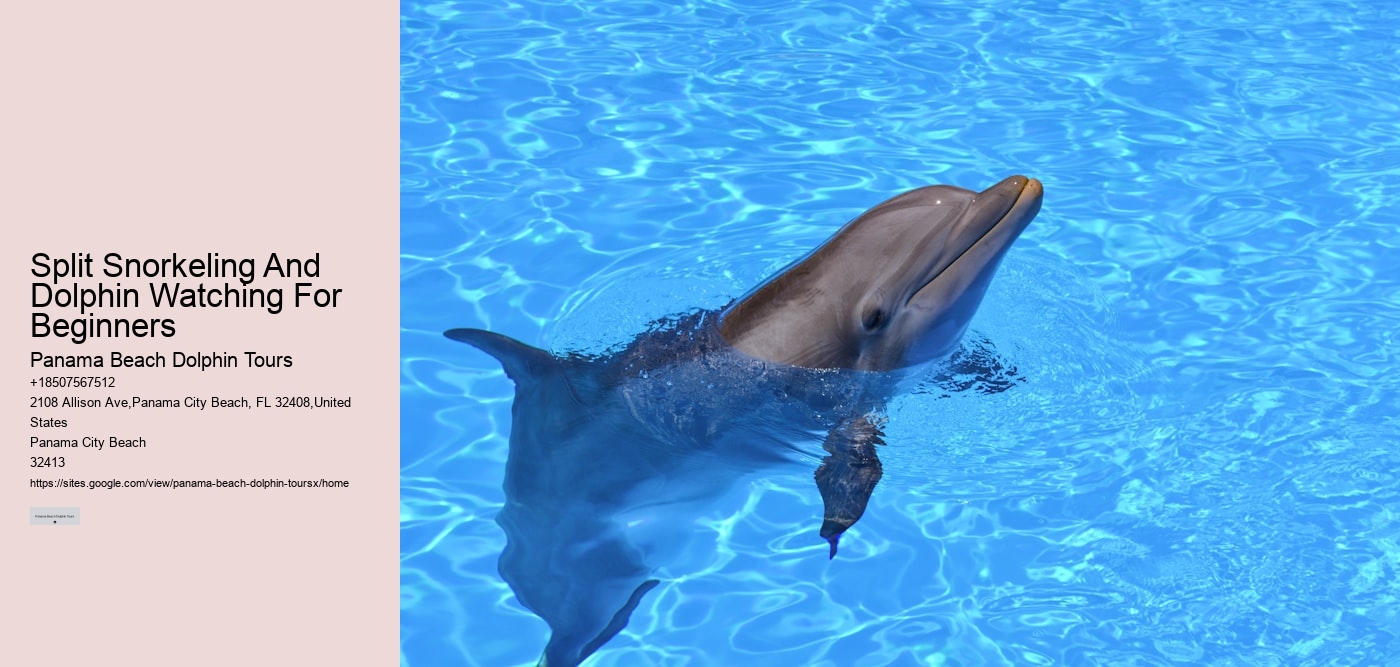 Split Snorkeling And Dolphin Watching For Beginners