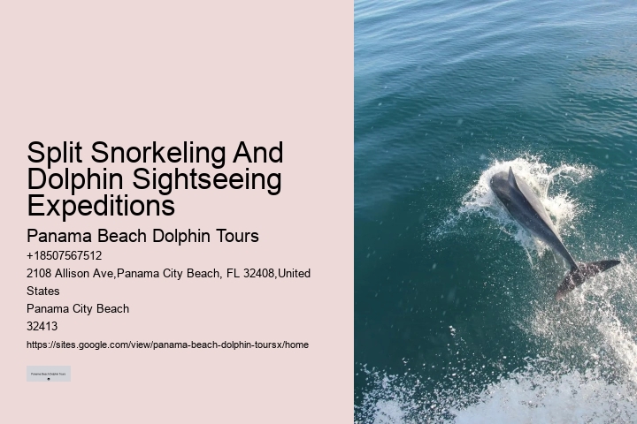 What Do I Need To Know Before Swimming With Dolphins