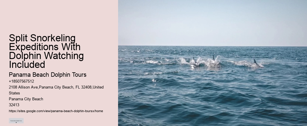 18 Best Places To Swim With Dolphins