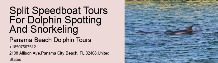 Split Unforgettable Snorkeling And Dolphin Trips