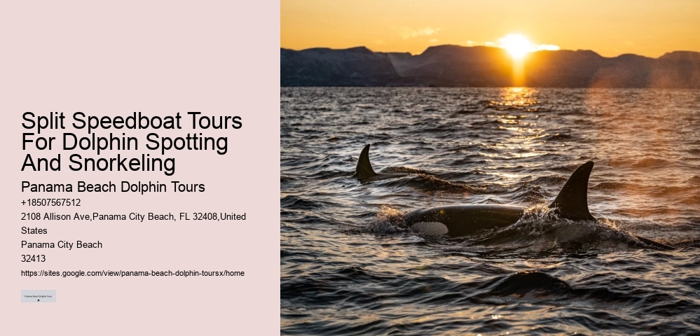 Dolphin Quest Tours