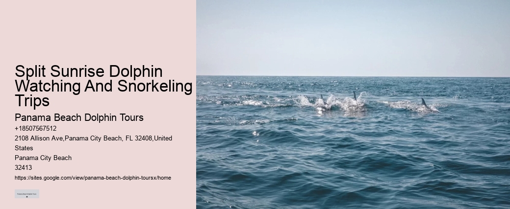 Charter Dolphin And Snorkeling Tours