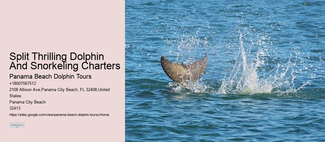 Can I bring my own food and drinks on the dolphin tour